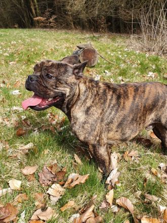 2 Bullys zu vermitteln