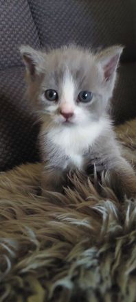 BKH Kitten