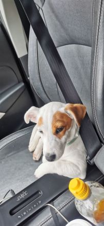 Jack russell terrier rüde sucht ein neues Zuhause