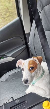 Jack russell terrier rüde sucht ein neues Zuhause