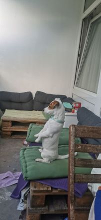 Jack russell terrier rüde sucht ein neues Zuhause