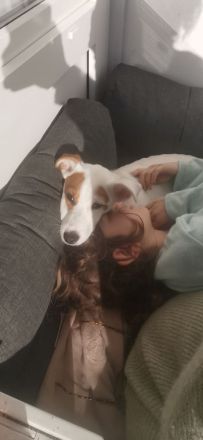 Jack russell terrier rüde sucht ein neues Zuhause