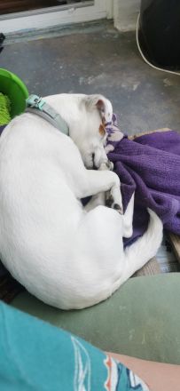 Jack russell terrier rüde sucht ein neues Zuhause