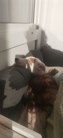 Jack russell terrier rüde sucht ein neues Zuhause