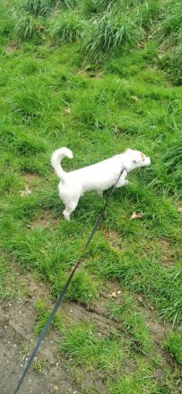 Jack russell terrier rüde sucht ein neues Zuhause