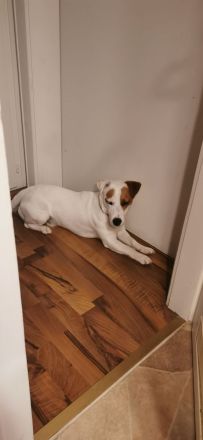 Jack russell terrier rüde sucht ein neues Zuhause
