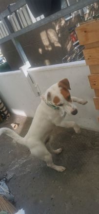 Jack russell terrier rüde sucht ein neues Zuhause
