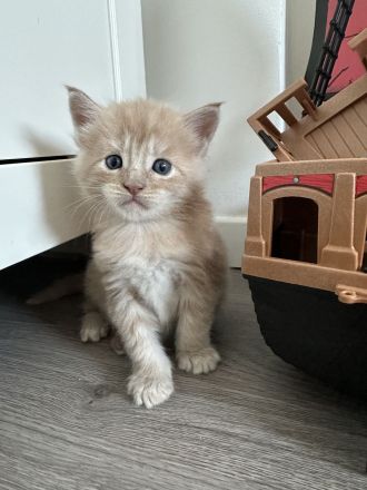 Maine Coon Kitten