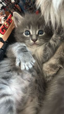 Maine Coon Kitten