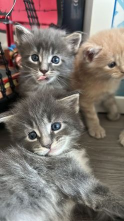 Maine Coon Kitten