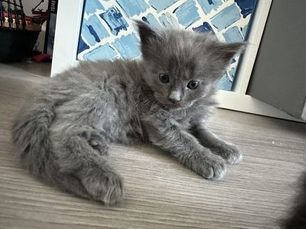 Maine Coon Kitten