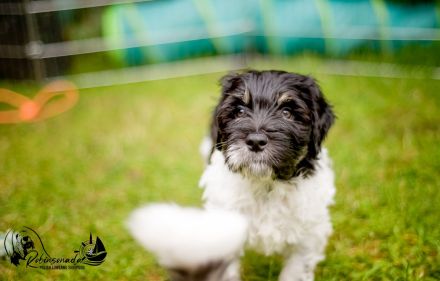 PON ,Polski Owczark Nizinny, Polnischer Niederungshütehund. Von Robinsonada FCI