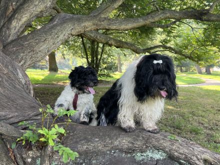 PON ,Polski Owczark Nizinny, Polnischer Niederungshütehund. Von Robinsonada FCI