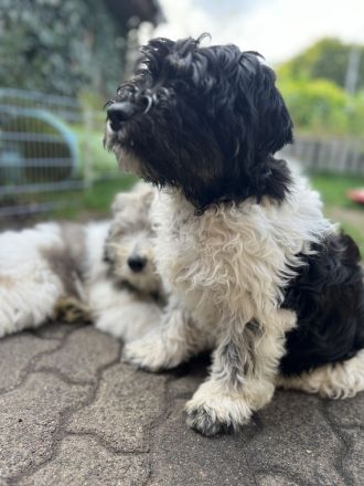 PON ,Polski Owczark Nizinny, Polnischer Niederungshütehund. Von Robinsonada FCI