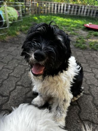 PON ,Polski Owczark Nizinny, Polnischer Niederungshütehund. Von Robinsonada FCI