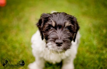 PON ,Polski Owczark Nizinny, Polnischer Niederungshütehund. Von Robinsonada FCI