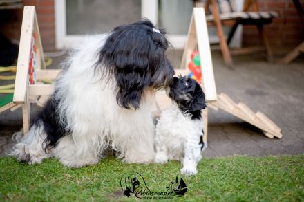 PON ,Polski Owczark Nizinny, Polnischer Niederungshütehund. Von Robinsonada FCI