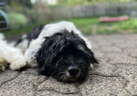 PON ,Polski Owczark Nizinny, Polnischer Niederungshütehund. Von Robinsonada FCI