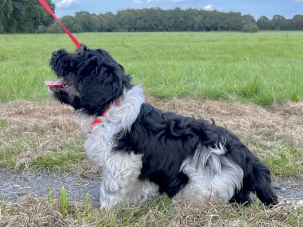 PON ,Polski Owczark Nizinny, Polnischer Niederungshütehund. Von Robinsonada FCI