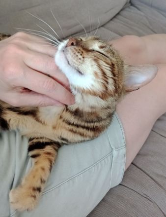 Bengal Katze Reinrassig