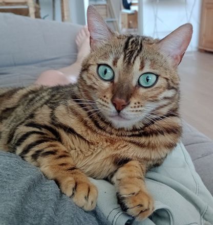 Bengal Katze Reinrassig