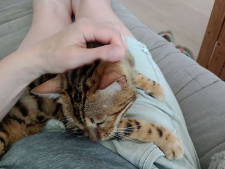 Bengal Katze Reinrassig