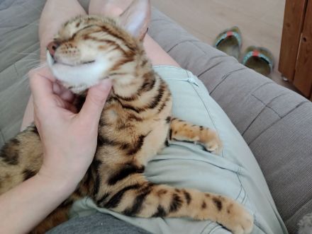 Bengal Katze Reinrassig