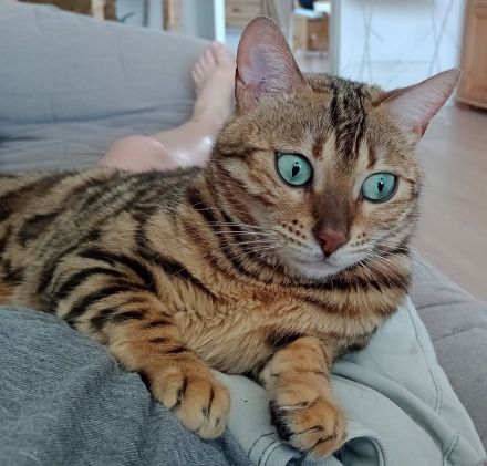 Bengal Katze Reinrassig