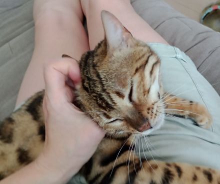 Bengal Katze Reinrassig