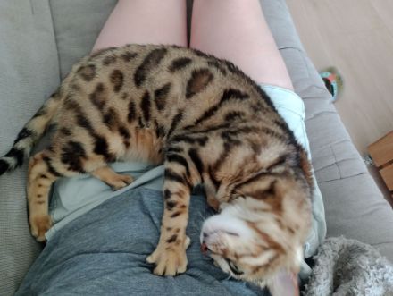Bengal Katze Reinrassig