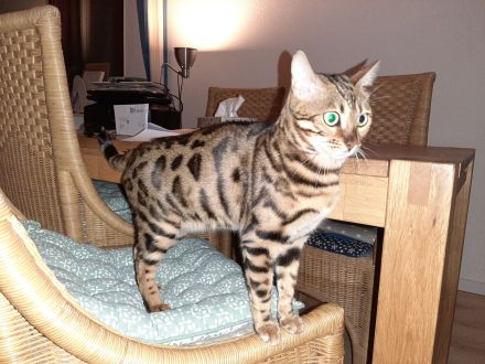Bengal Katze Reinrassig