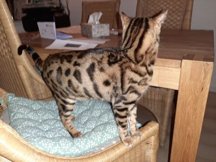 Bengal Katze Reinrassig