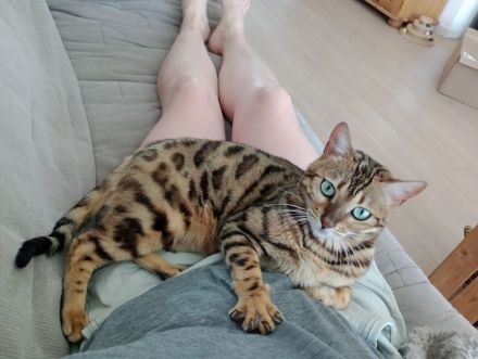 Bengal Katze Reinrassig