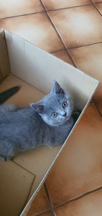 Bkh babykatzen, kitten, kätzchen