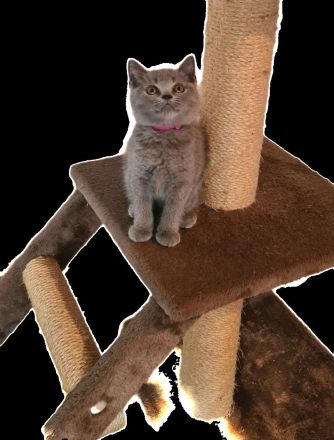 Bkh babykatzen, kitten, kätzchen