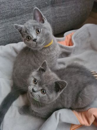 Bkh babykatzen, kitten, kätzchen