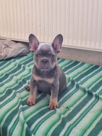 Französischer Bulldoggen Welpe
