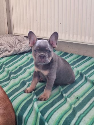 Französischer Bulldoggen Welpe