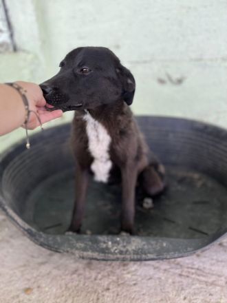 Gigi, wer zeigt ihr die Welt?