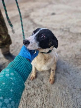 Henry, sucht sein Glück