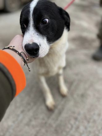 Henry, sucht sein Glück