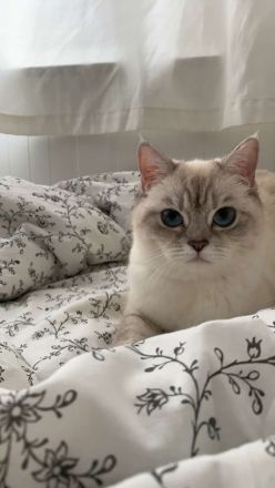 Britisch Kurzhaar Katze