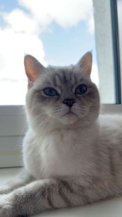 Britisch Kurzhaar Katze