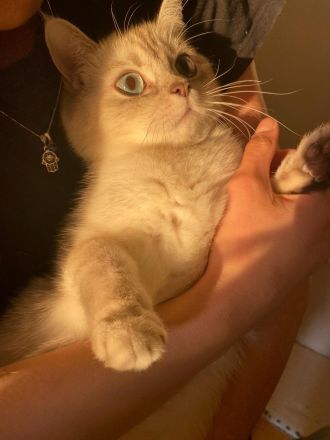 Britisch Kurzhaar Katze