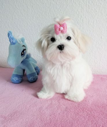 bildhübscher Malteser-Welpe