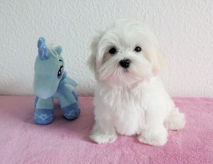 bildhübscher Malteser-Welpe