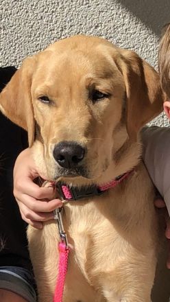 Labradorin, 8 Monate, sehr sehr lieb, mit HD