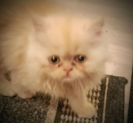 Perserkitten