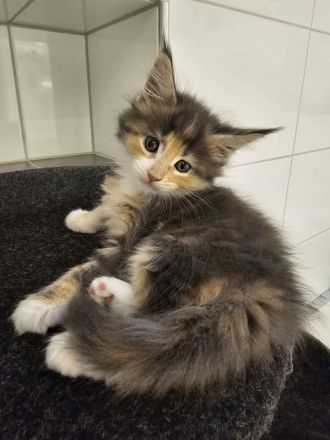 Reinrassige Maine Coon Kitten