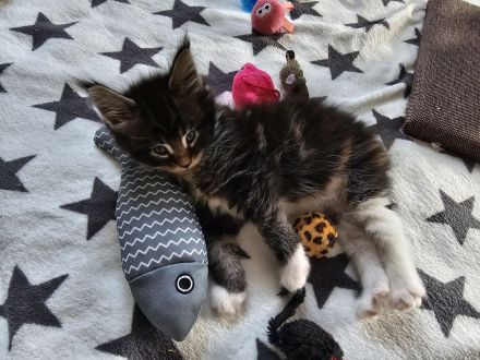 Reinrassige Maine Coon Kitten
